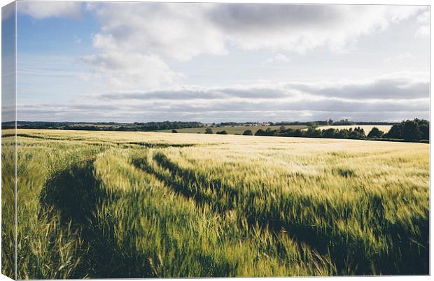 Field of barley in evening light. Canvas Print by Liam Grant