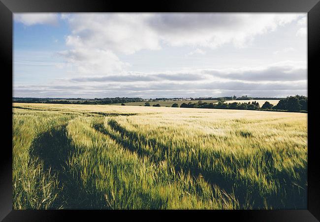 Field of barley in evening light. Framed Print by Liam Grant