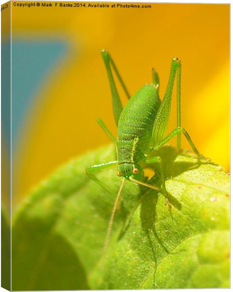 Speckled Green Grasshopper Canvas Print by Mark  F Banks