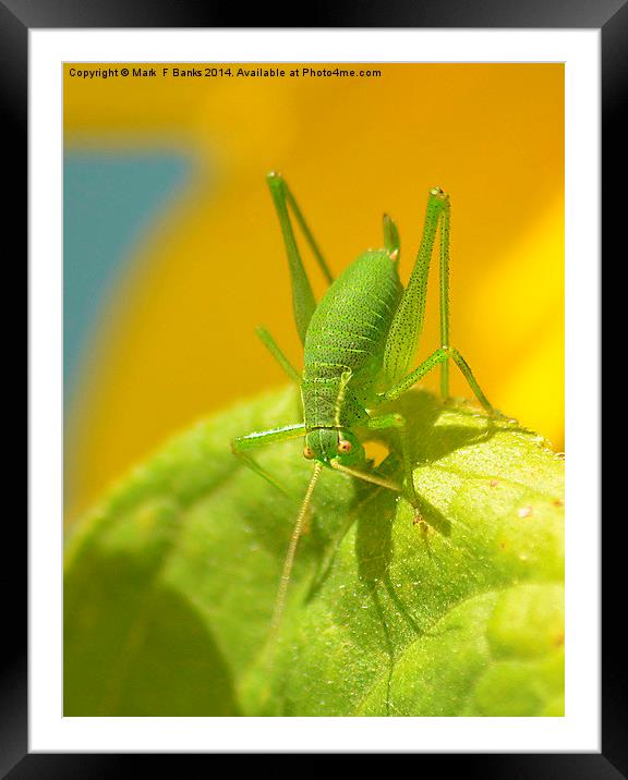 Speckled Green Grasshopper Framed Mounted Print by Mark  F Banks