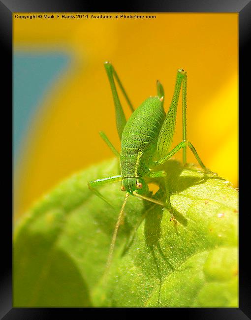 Speckled Green Grasshopper Framed Print by Mark  F Banks