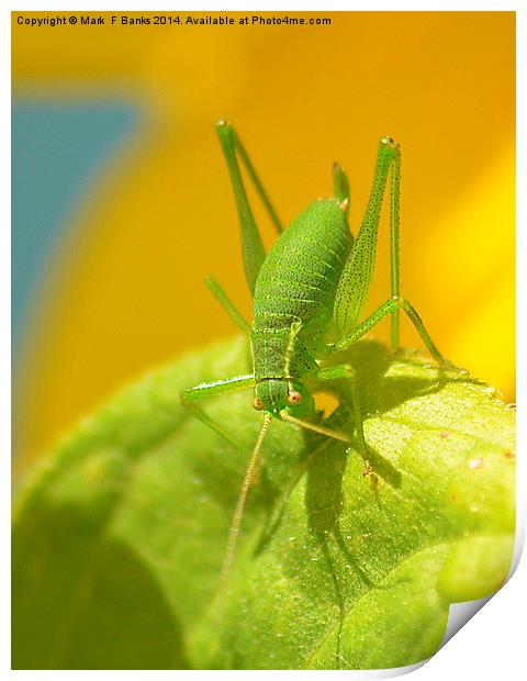Speckled Green Grasshopper Print by Mark  F Banks