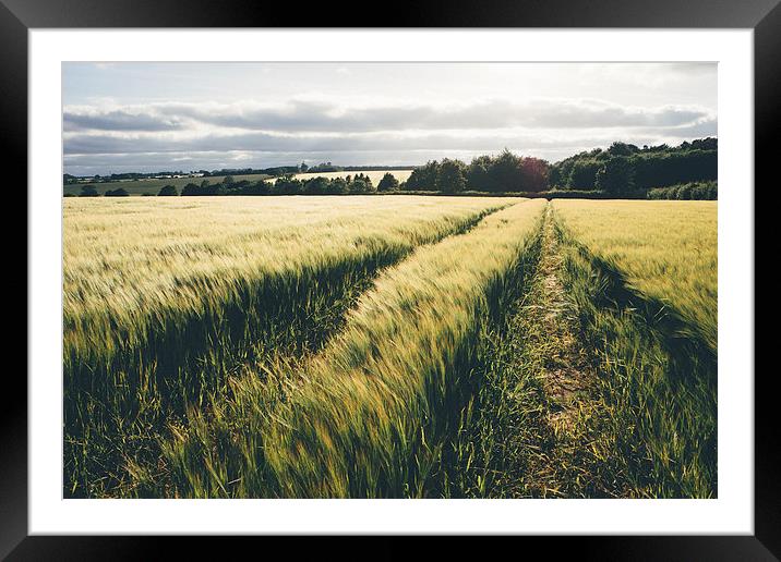 Field of barley in evening light. Framed Mounted Print by Liam Grant