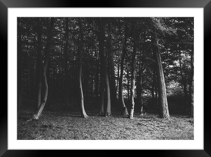 Tree trunks on the edge of a dark deciduous woodla Framed Mounted Print by Liam Grant