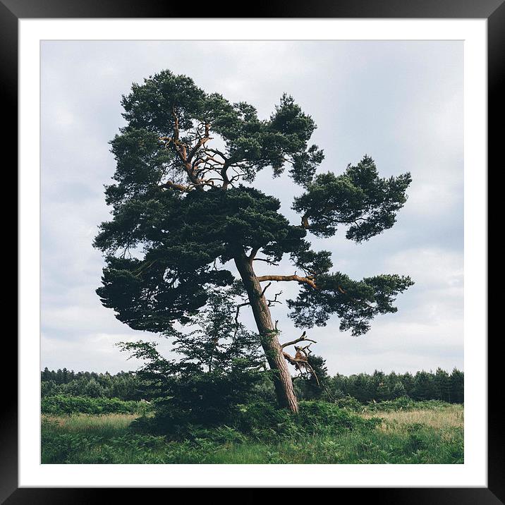Pine tree. Framed Mounted Print by Liam Grant
