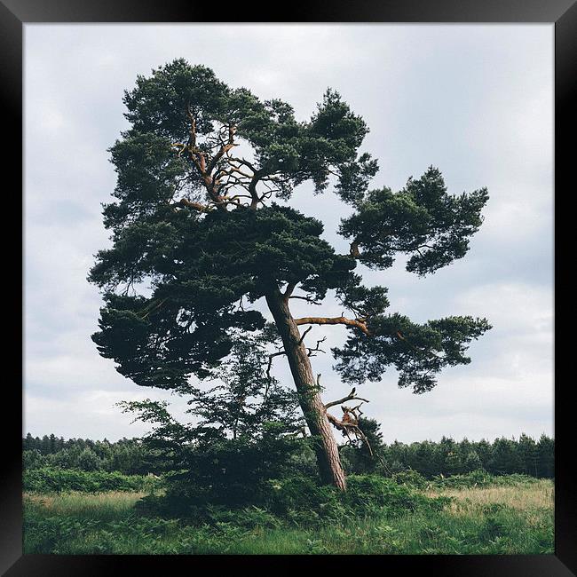 Pine tree. Framed Print by Liam Grant