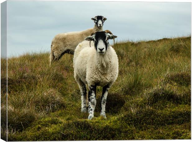 Sheep In Coverdale Canvas Print by Steven Garratt