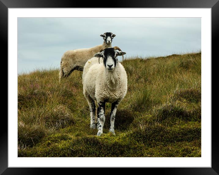 Sheep In Coverdale Framed Mounted Print by Steven Garratt