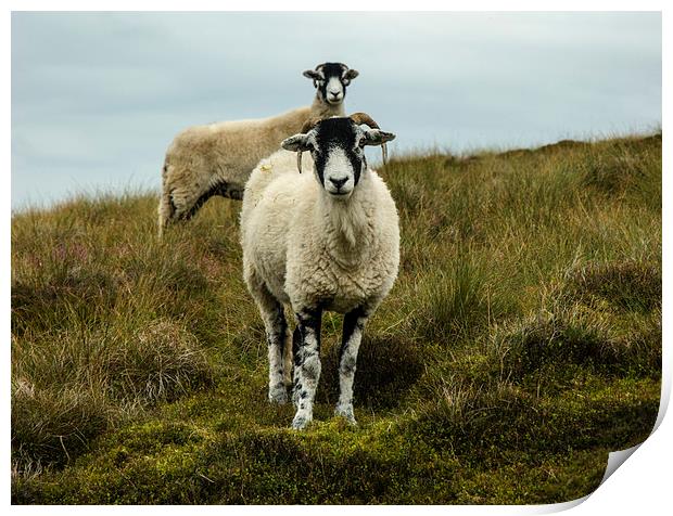 Sheep In Coverdale Print by Steven Garratt