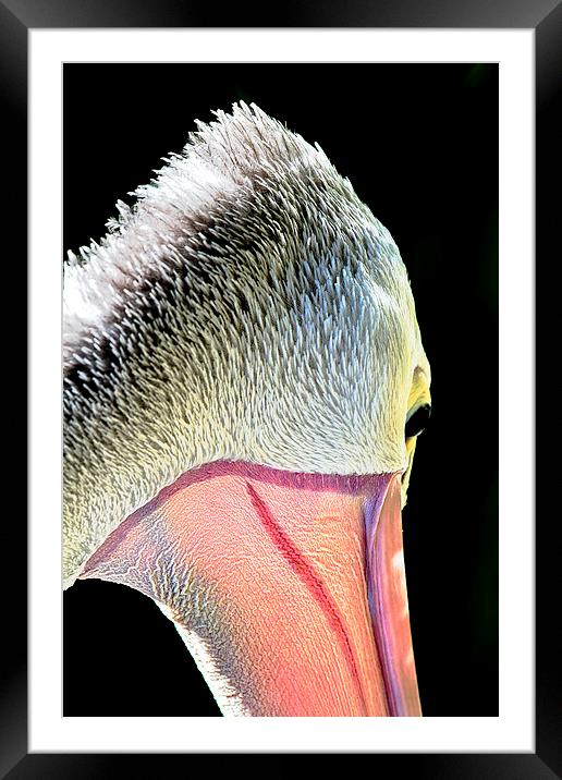 Pelican macro portrait 2 Framed Mounted Print by James Bennett (MBK W