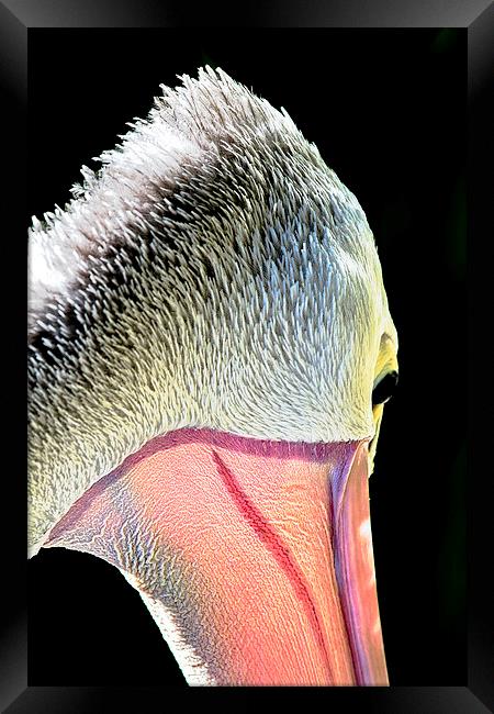 Pelican macro portrait 2 Framed Print by James Bennett (MBK W