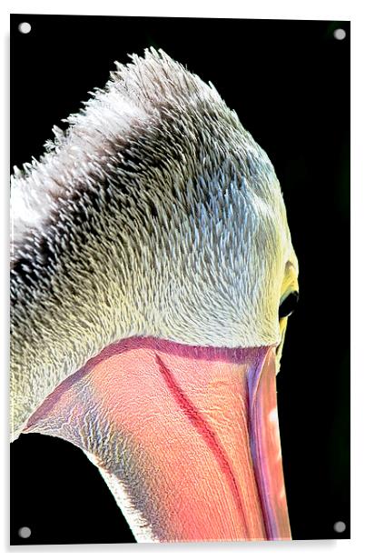 Pelican macro portrait 2 Acrylic by James Bennett (MBK W