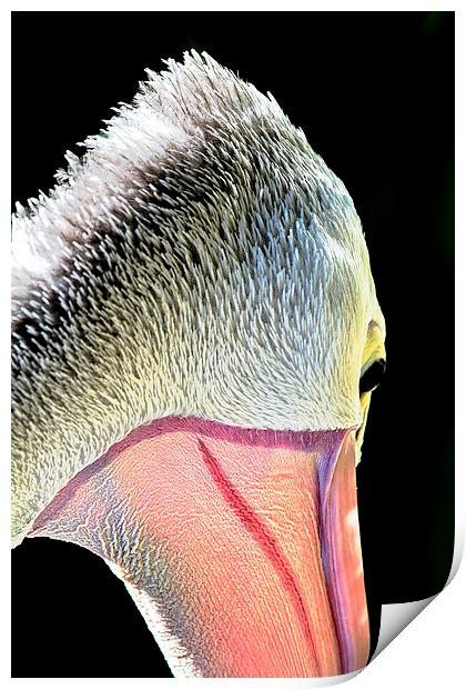 Pelican macro portrait 2 Print by James Bennett (MBK W