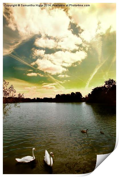 Swans and Sky at Thatcham Lakes Print by Samantha Higgs