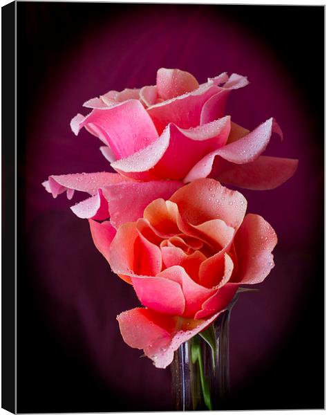 Pink and Orange Rose Blossoms Canvas Print by David French