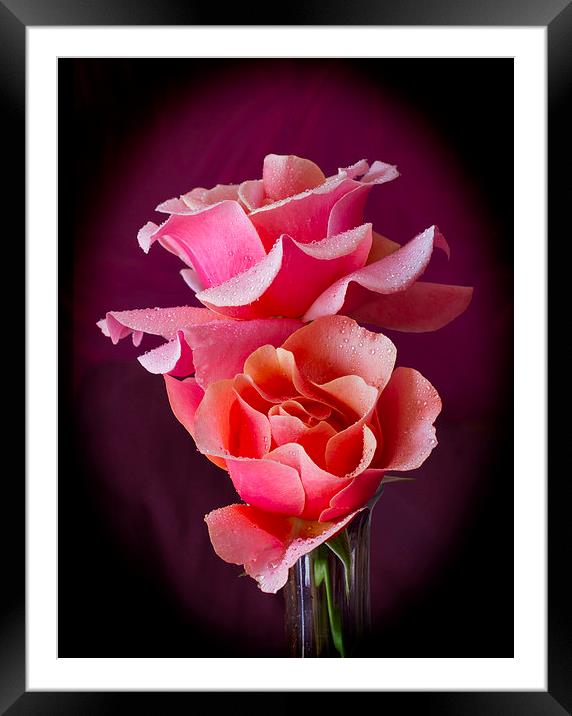 Pink and Orange Rose Blossoms Framed Mounted Print by David French