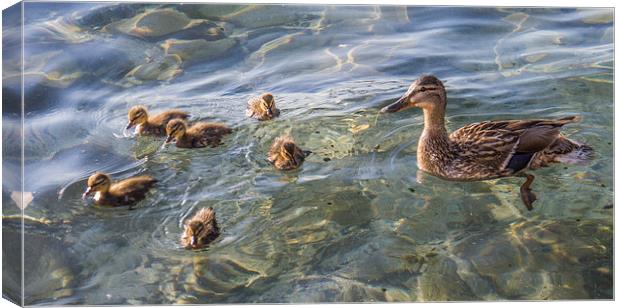 Ducklings Canvas Print by Laura Kenny