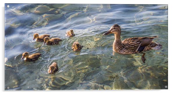 Ducklings Acrylic by Laura Kenny