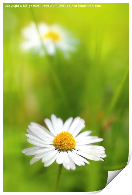 Beautiful, soft daisies Print by Malgorzata Larys