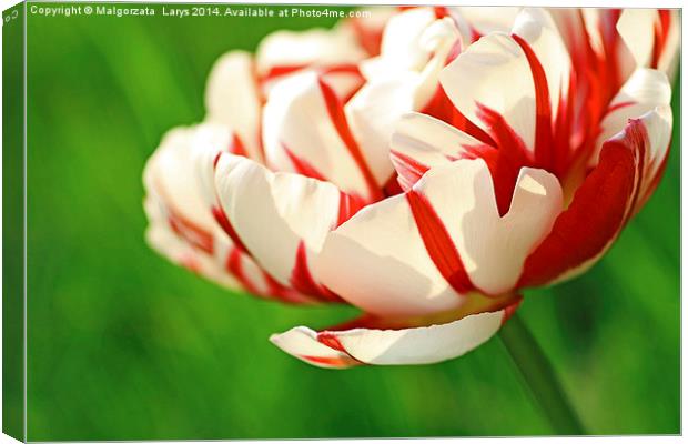 Beautiful red and white tulip close up Canvas Print by Malgorzata Larys