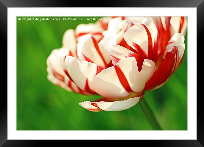 Beautiful red and white tulip close up Framed Mounted Print by Malgorzata Larys