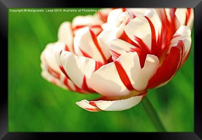 Beautiful red and white tulip close up Framed Print by Malgorzata Larys