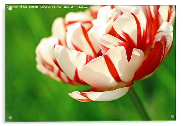 Beautiful red and white tulip close up Acrylic by Malgorzata Larys