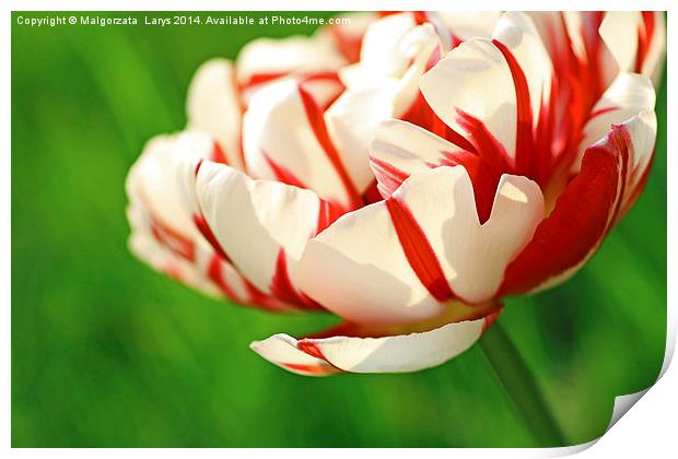 Beautiful red and white tulip close up Print by Malgorzata Larys