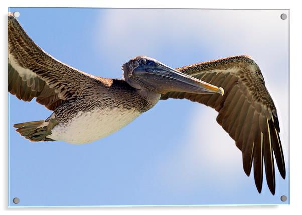 Pelican in flight, Florida keys Acrylic by James Bennett (MBK W