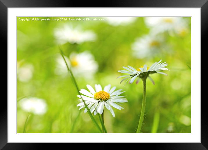 Beautiful, Spring daisies, close up Framed Mounted Print by Malgorzata Larys