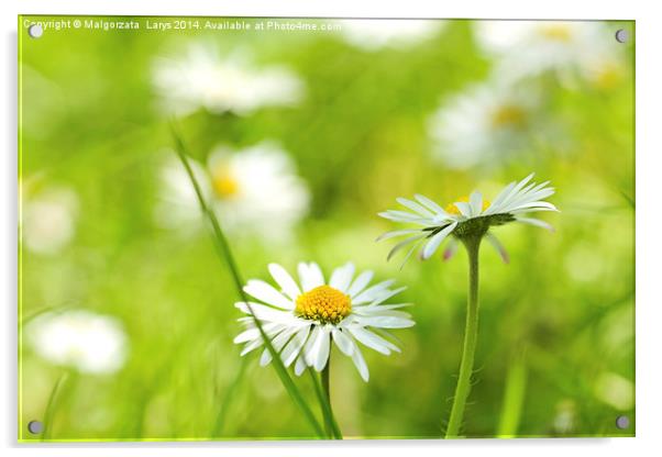 Beautiful, Spring daisies, close up Acrylic by Malgorzata Larys