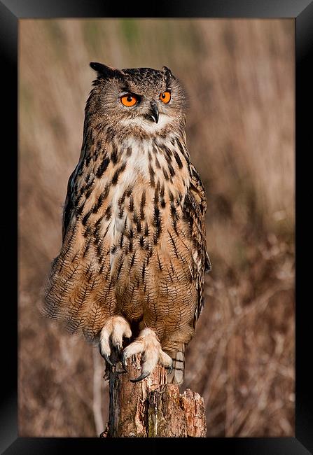 Eagle Owl Framed Print by Val Saxby LRPS