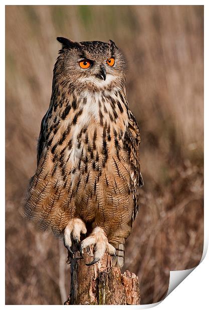 Eagle Owl Print by Val Saxby LRPS