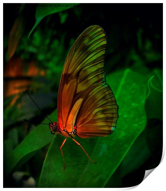 JULIA FLAMBEAU BUTTERFLY Print by Jacque Mckenzie