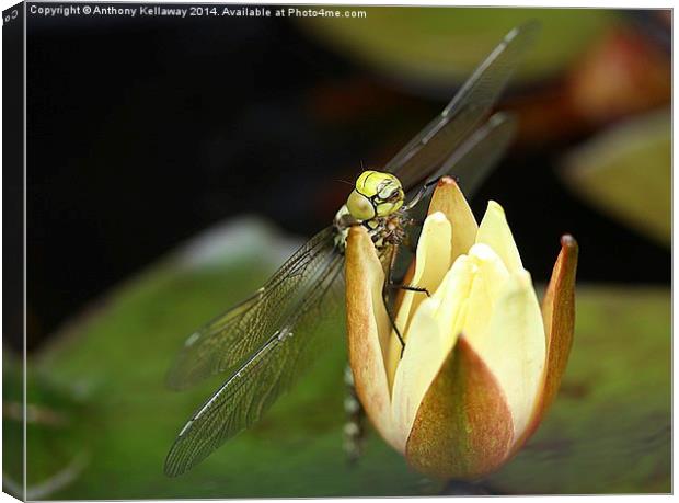 DRAGONFLY Canvas Print by Anthony Kellaway