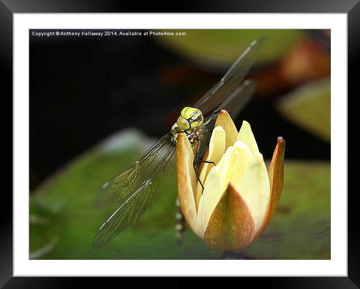 DRAGONFLY Framed Mounted Print by Anthony Kellaway