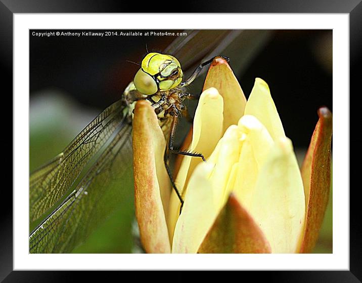 DRAGONFLY MACRO Framed Mounted Print by Anthony Kellaway