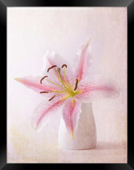 Stargazer Lily Framed Print by Fine art by Rina