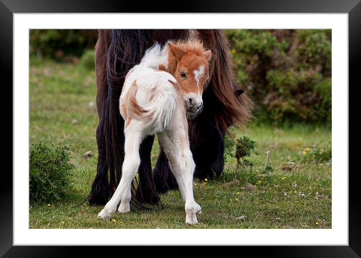 New Forest Foal Framed Mounted Print by Val Saxby LRPS