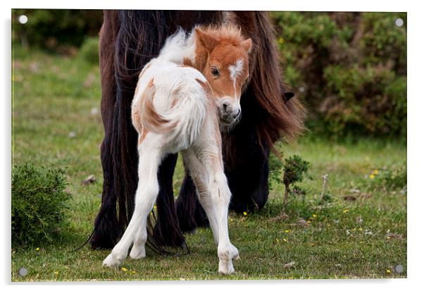 New Forest Foal Acrylic by Val Saxby LRPS