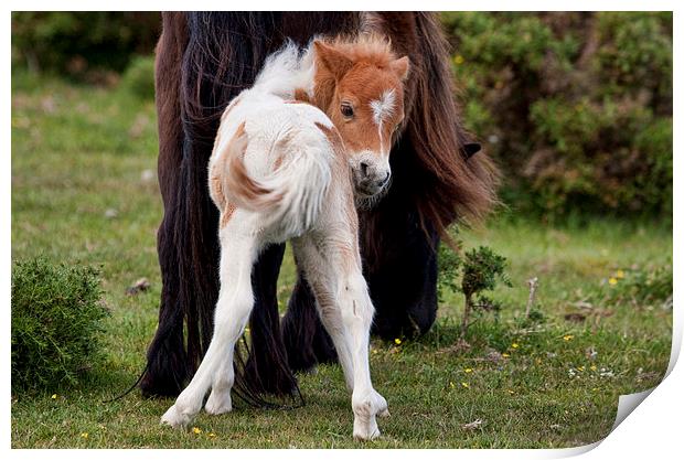 New Forest Foal Print by Val Saxby LRPS