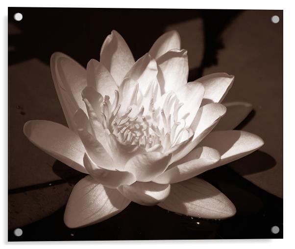Pond Lily Tritone Acrylic by james balzano, jr.