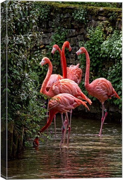 Caribbean Flamingo Canvas Print by Val Saxby LRPS