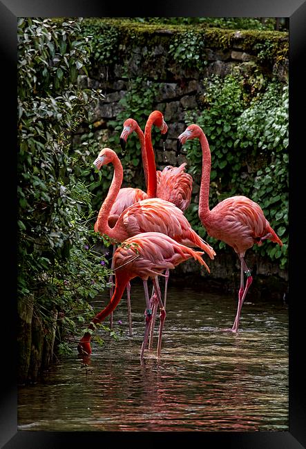 Caribbean Flamingo Framed Print by Val Saxby LRPS