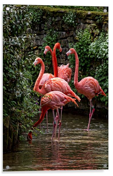 Caribbean Flamingo Acrylic by Val Saxby LRPS