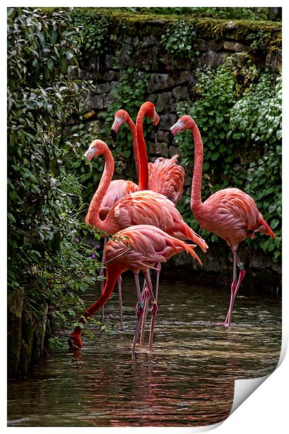 Caribbean Flamingo Print by Val Saxby LRPS