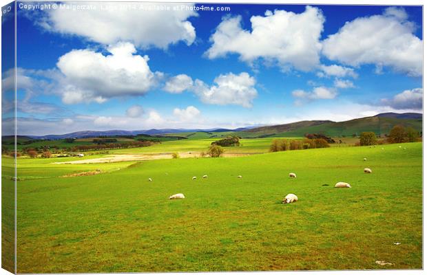 Beautiful Spring landscape with sheep in Scotland Canvas Print by Malgorzata Larys