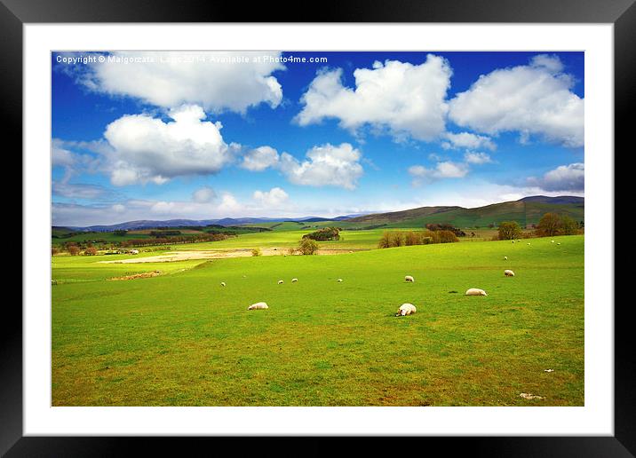 Beautiful Spring landscape with sheep in Scotland Framed Mounted Print by Malgorzata Larys
