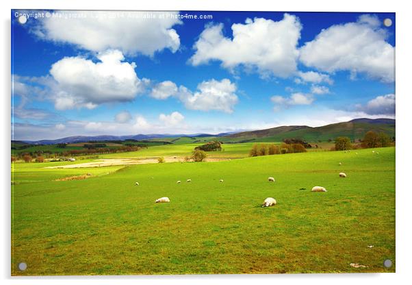 Beautiful Spring landscape with sheep in Scotland Acrylic by Malgorzata Larys