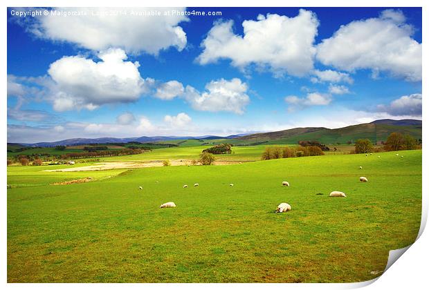 Beautiful Spring landscape with sheep in Scotland Print by Malgorzata Larys